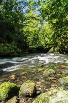 River rock forests Stock Photos