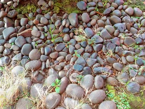 River Rock Texture with Tiny Plants Stock Photos