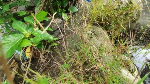 River rock texture in water flow Stock Footage 304657224