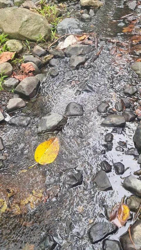 River rocks and clear flowing water Stock Footage 314568819