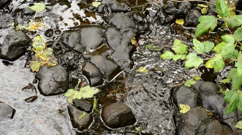 River, Rocks, and Plant Video stock 27254765