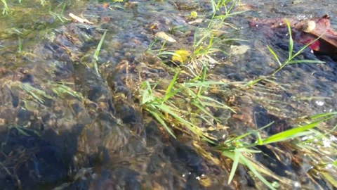 River rocks in clear water stream Stock Footage 303830593