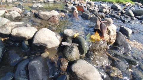 River rocks in clear water stream Stock Footage 303868019
