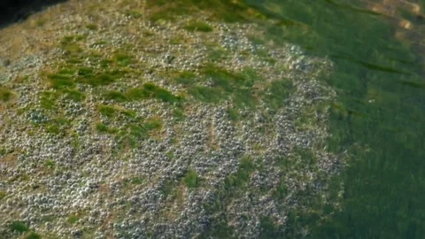 River rocks covered in moss and air bubbles Stock Footage 297656459