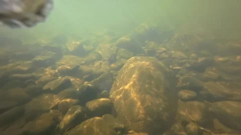 River with Rocks, Flowing Water and Sun Reflection Stock Footage 315953801