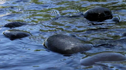 River rocks. Video stock 25480795