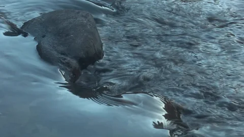 RIVER ROCKS 스톡 동영상 98567040