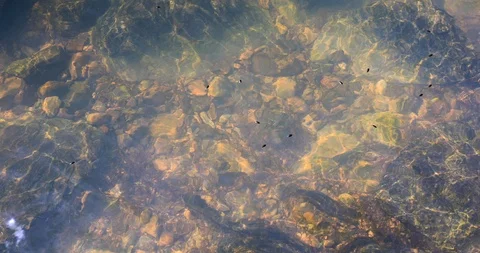 River rocks under water with reflections and bugs Stock Footage 106022969