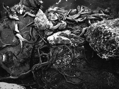 River Roots Foto stock