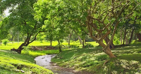 A river running along a beautiful glade with green trees.  Stock Footage 82772087