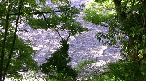 River running beneath the trees Stock Footage 20495022