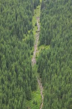 River running down in forest on mountain slope Foto stock