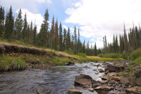 River Running in a Forest Stock Photos