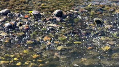 River running over pebbles Stock Footage 251715404