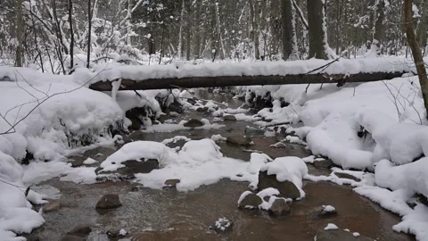 A river running past snow-dusted spruce trees. A winter forest river with icy Stock Footage 329552978