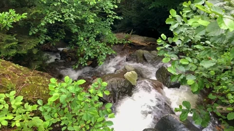 River running through Black Sea Karadeniz region in Turkey. Stock Footage 259410462
