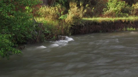 RIVER RUNNING THROUGH CLEARING IN FOREST Stock Footage 53128853