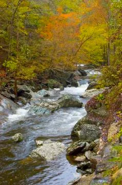 River running through forest in fall color Fotos Stock