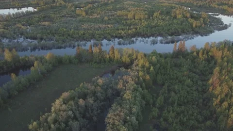 A river running through a forest filled with trees and grass covered ground Stock Footage 196948945