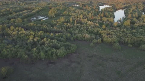 A river running through a forest filled with trees and grass covered ground Stock Footage 196948965