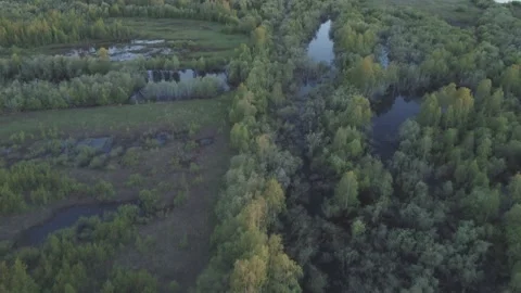 A river running through a forest filled with trees and grass covered ground. Stock Footage 196949542