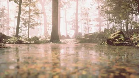 A river running through a forest filled with lots of trees Photos