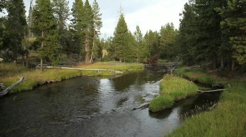 River Running through A Forest Vídeo Stock 606696