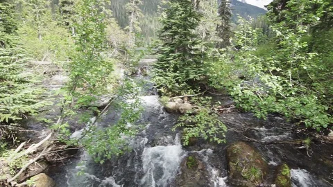 A river running through a forest Stock Footage 110380024