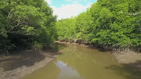 A river running through a forest 库存影片 156848303