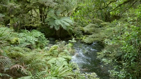 River Running Through Forest Stock Footage 251505284