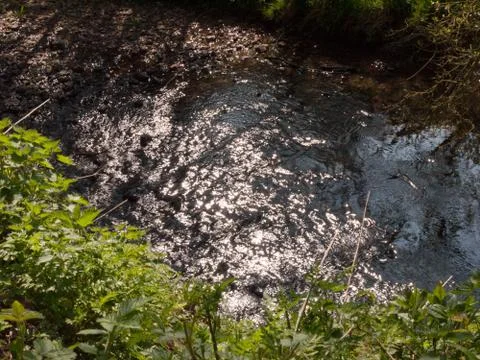 A River Running Through the Middle of A Forest Stock Photos