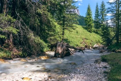 The River running through the mountain forests of Italian Dolomites Stock Photos