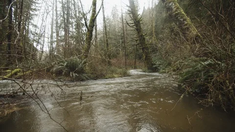 River running through an old growth forest Stock Footage 122405414