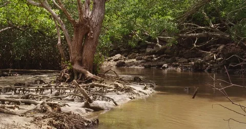 River running through pristine Massive mangrove trees  in the  Tropical beach. Stock Footage 82442352