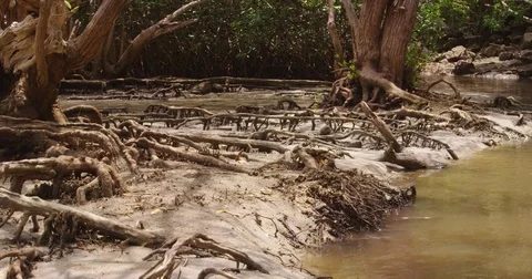 River running through pristine Massive mangrove trees  in the  Tropical beach. Stock Footage 82442732
