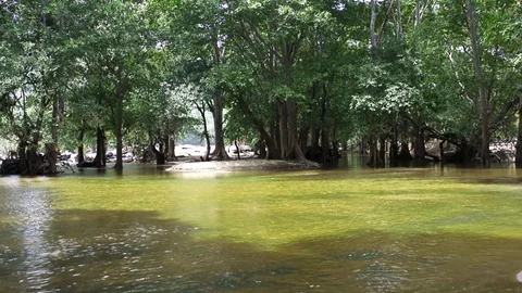River running through rain forest Stock Footage 95422329