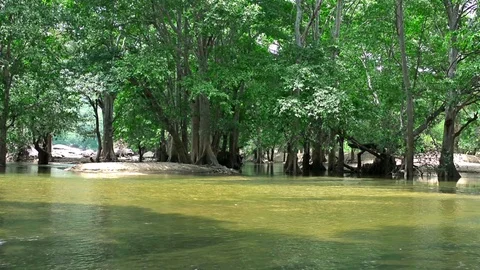 River running through rain forest Stock-Footage 95422469