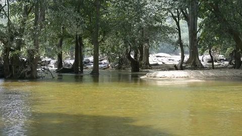 River running through rain forest Stock-Footage 95424126
