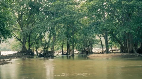 River running through rain forest- time lapse Stock Footage 95424224