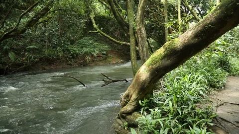 River running through the Rain Forest Stock Footage 115510527