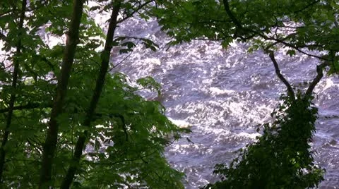 River running under the trees Video stock 20494832