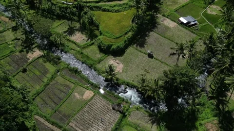 River runs between green rice fields in Bali. Stock Footage 282434468