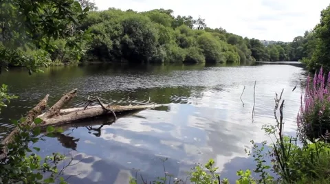 A river runs between trees Stock Footage 40496375