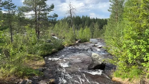 River runs over rocks in a forest Stock Footage 288011823