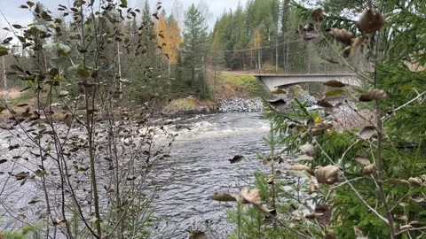 River runs over rocks in a forest Stock Footage 288011867