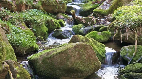 River runs over waterfalls in the primeval forest Stock Footage 33347318
