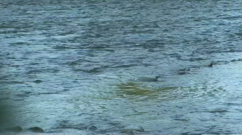 A river runs through 4 Stock Footage 807981