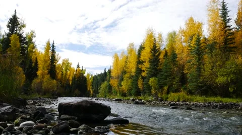 A river runs through a brilliant golden Aspen forest in the Colorado Rockies. Stock Footage