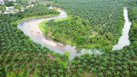 A river runs through a lush green forest. Stock Footage 319387130