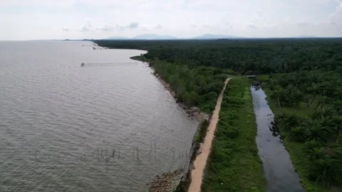 A river runs through a mangrove forest Video stock 325831579